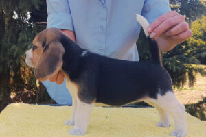 Nathalie's Beaglewelpe macht "Steh'"
