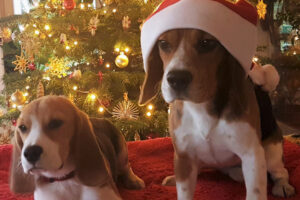 Weihnachten 2018 Kleine Pia Sophie + Nathalie knapp 1,5 J.