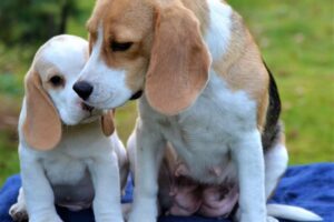 Beagle Pia Sophie von Rekkas Holzhütte mit Welpe