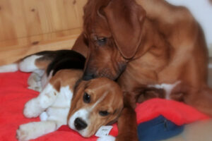 Kuschelstunde, Nathalie + Okeyo