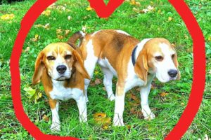 Hochzeit Pia x Drake