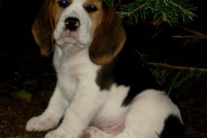 FIONA_ Welpen_2003